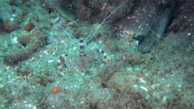 Boxer shrimp (Stenopus hispidus) eating
