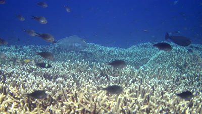 Humpback unicornfish (Naso brachycentron) swimming over filed of acropora coral and cloud of damselfishes