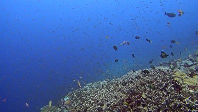 Massive cloud of fishes swimming over healthy reef, chased by bluefin trevally (Caranx melampygus)
