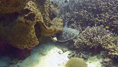 Green sea turtle (Chelonia mydas) between acropora coral and giant sponge