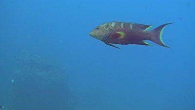 Yellow-edge lyretail (Variola louti) eating moray eel through its gills