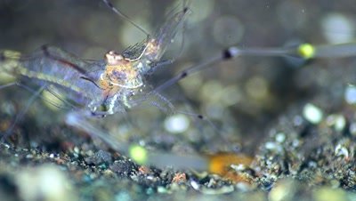 Ghost shrimp (Periclimenes tenuipes), close up head