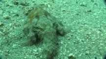 Batfish Swims Across Sandy Bottom