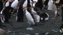 Royal Penguins (Eudyptes Schlegeli) Walking On The Beach Of Macquarie Island