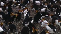 Royal Penguin (Eudyptes Schlegeli) Walking In The Colony On Macquarie Island