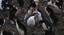 Royal Penguins (Eudyptes Schlegeli) Fighting In The Colony On Macquarie Island