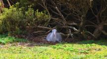 Chick Of A Nothern Giant Petrel (Macronectes Halli) On Its Nest On Enderby Island
