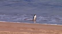 Yellow-Eyed Penguin (Megadyptes Antipodes) Walking On The Beach Of Enderby Island