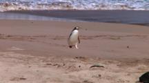 Yellow-Eyed Penguin (Megadyptes Antipodes) Walking On The Beach Of Enderby Island