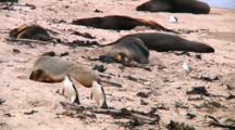 Two Yellow-Eyed Penguins (Megadyptes Antipodes) Walking On The Beach Of Enderby Island