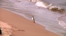 Yellow-Eyed Penguin (Megadyptes Antipodes) Walking Into The Ocean On Enderby Island
