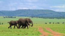 Elephants Walking In Serengeti NP, Tanzania