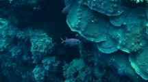 Whiteedged Soldierfish Swimming Between Some Rocks