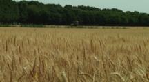 Royalty Free Stock Footage Agriculture