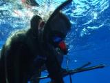 World Record Speared Black Marlin Struggles On Rig 