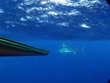 Blue Water Spearfisherman Spears Black Marlin