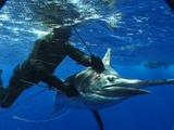 Spearfisherman Brings World Record Black Marlin To The Surface