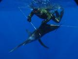 Spearfisherman  Shows Off World Record Black Marlin Capture