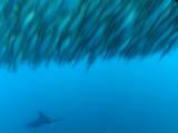 Striped Marlin And Silky Shark Herding Up School Of Yellowtail Scad, Baitfish