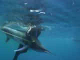 Spearfisher Retrieves Tagged Striped Marlin