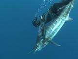 Spearfisher Retrieves Tagged Striped Marlin