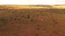 Aerial Cattle Muster, Kimberley