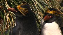 Macaroni Penguins With Yellow Feathers On Head In Nesting Colony