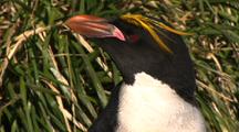 Macaroni Penguins With Yellow Feathers On Head In Nesting Colony