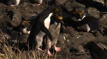 Macaroni Penguin With Yellow Feathers On Head Nesting Colony