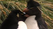 Rockhopper penguins with yellow feathers on Head