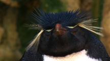 Rockhopper Penguins With Yellow Feathers On Head