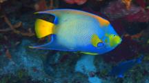 Queen Angelfish Swimming Around A Coral Reef