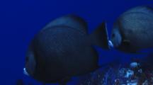 2 Gray Angelfish Swimming Around A Coral Reef