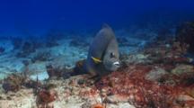 2 Gray Angelfish Swimming Around A Coral Reef