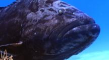 Black Grouper On A Coral Reef