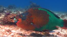 Rainbow Parrotfish Eating From A Coral Reef