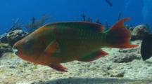 Rainbow Parrotfish Eating From A Coral Reef