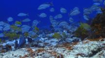 School Of Fish French Grunt And Cottonwick Over Coral Reef  Wall