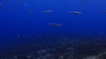 School Of  Striped Grunt Fish Over Weedy Coral Reef
