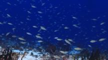 School Of Striped Grunt Over Deep Coral Reef