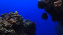 French Angelfish Swimming Toward Camera On Coral Wall
