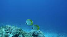 Seascape Panda Butterflyfish Pair Swimming Over Coral Field