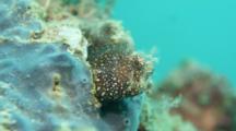 A Starry Blenny Side View On Coal