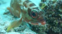 Grouper Fish Closeup With Good Rotating Eye 