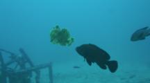 Yellow Giant Frogfish Chased And Bitten By Red Grouper Aggressive Behavior 