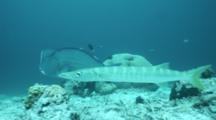 A Bigeye Barracuda Sphyraena Forsteri In Front Of A Bumphead Parrotfish Close