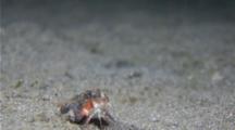 Dwarf Scorpionfish Sp Feeding 