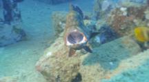 Red Grouper Fish Yawning With Opening And Closing Mouth On Coral Reef