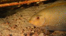 Golden Rabbitfish Siganus Guttata At Cleaner Shrimp Cleaning Station Symbiosis Behavior