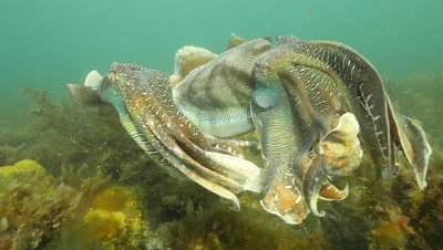 Giant Australian Cuttlefish 